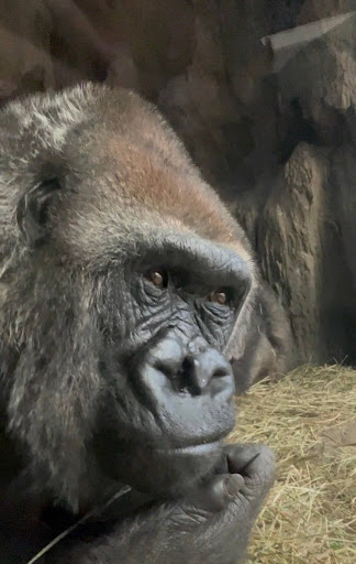 A Curious Gorilla at the Bronx Zoo